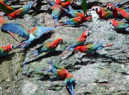 Peña de los Guacamayos